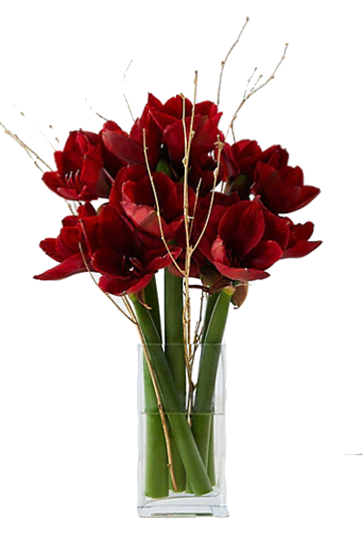 buy red Christmas amaryllis